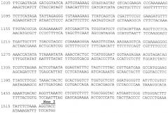 Плазмида 40nagal, определяющая синтез α-n-ацетилгалактозаминидазы α-alnagal, штамм e.coli rosetta(de3)/40nagal - продуцент химерного белка, включающего аминокислотную последовательность рекомбинантной α-n-ацетилгалактозаминидазы α-alnagal, и способ ее получения (патент 2525682)