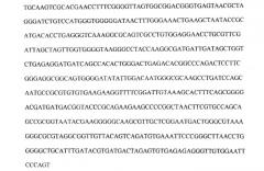 Штамм бактерии cluconacetobacter hansenii gh-1/2008 - продуцент бактериальной целлюлозы (патент 2464307)