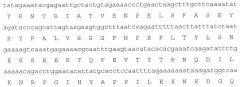 Лейкоцидины staphylococcus aureus, терапевтические композиции и их применение (патент 2644237)