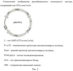 Способ ингибирования возбудителя хламидийной инфекции с использованием генов антимикробных пептидов паука lachesana tarabaevi (патент 2468089)