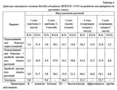 Штамм bacillus atrophaeus вкпм-11474, обладающий фунгицидными свойствами и ростстимулирующей активностью (патент 2570624)