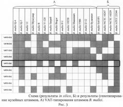 Олигонуклеотидные праймеры bmvat5-ch2s/bmvat5-ch2as для обнаружения фрагмента дифференциации вмаа0107 штаммов возбудителя сапа (патент 2474620)