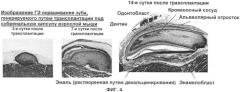 Способ формирования зуба, зубной ряд и способ формирования ткани (патент 2428140)