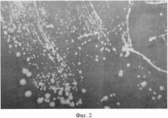 Штамм бактерии komagataeibacter xylinus - продуцент бактериальной целлюлозы (патент 2568605)