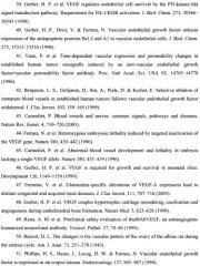 Штамм клеток escherichia coli bl21 (pvegf-a165), секретирующих рекомбинантный фактор роста эндотелия сосудов (vegf) (патент 2395568)