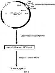 Рекомбинантная плазмида pt7 pcka::loxpcat обеспечивающая синтез l-треонина в клетках escherichia coli, и рекомбинантный штамм escherichia coli ftr2717 (kccm-10475) - продуцент l-треонина (патент 2339699)