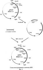 Штамм дрожжей pichia pastoris ps106(phig), являющийся продуцентом иммунного интерферона человека, рекомбинантная плазмида phig и способ ее конструирования (патент 2315806)
