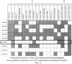 Олигонуклеотидные праймеры для генотипирования b. mallei методом полимеразной цепной реакции (патент 2474616)