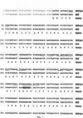 Ген hgfopt фактора роста гепатоцитов (патент 2385936)