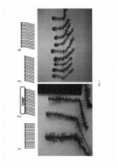 Способ определения линейного прироста побегов мхов рода sphagnum (патент 2600827)