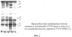 Инсерционный мутант burkholderia pseudomallei - модельный штамм для молекулярно-генетического анализа механизмов формирования множественной антибиотикорезистентности у патогенных буркхольдерий (патент 2413763)