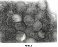 Штамм "вниизж 2003" вируса оспы коз variola virus caprinum для изготовления биопрепаратов для диагностики и специфической профилактики оспы коз (патент 2389791)