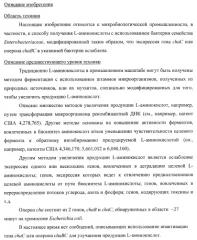 Способ получения l-треонина или l-аргинина с использованием бактерии, принадлежащей к роду escherichia, в которой инактивирован ген chac или оперон chabc (патент 2392327)