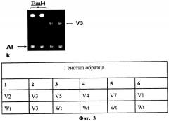 Способ анализа транслокаций eml4-alk, ассоциированных с чувствительностью рака легкого к противоопухолевой таргетной терапии (патент 2509153)