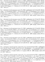 Олигонуклеотидные праймеры для детекции и типирования генов  -лактамаз патогенных буркхольдерий (патент 2474614)