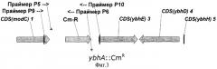 6-фосфоглюконолактоназа из escherichia coli, фрагмент днк, бактерия, принадлежащая к роду escherichia - продуцент l-аминокислоты и способ получения l-аминокислоты (патент 2288268)