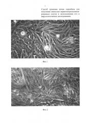 Способ хранения почки поросенка для получения монослоя первичнотрипсинизированных клеток и использования его в вирусологических исследованиях (патент 2646135)