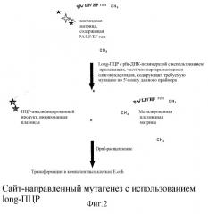 Способ получения нетоксичной противосибиреязвенной вакцины (патент 2287581)