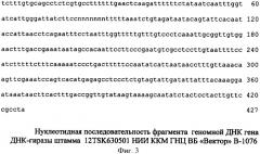 Штамм бактерий fusobacterium necrophorum subspecies necrophorum для изготовления диагностических и профилактических препаратов против некробактериоза животных (патент 2347806)