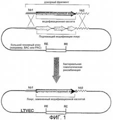 Способ генетической модификации интересующего эндогенного гена или хромосомного локуса (варианты) и его использование (патент 2290441)