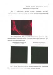 Способ доставки биологически активных макромолекул в клетки растений (патент 2663347)