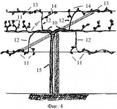 Способ ведения виноградных кустов (патент 2442317)