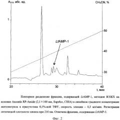 Пептиды, проявляющие антимикробную активность (патент 2302425)