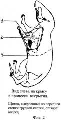 Способ вскрытия грудной клетки крысы для изучения синтопии сердца и прилежащих органов (патент 2289325)