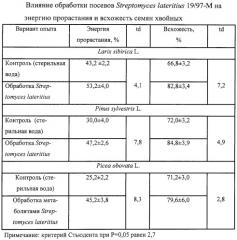 Штамм актиномицета streptomyces lateritius 19/97-m, используемый для стимулирования роста и защиты сеянцев хвойных от возбудителей болезней, вызываемых грибами родов fusarium и alternaria (патент 2261902)