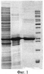 Термостабильная алкогольдегидрогеназа из археи thermococcus sibiricus (патент 2413766)