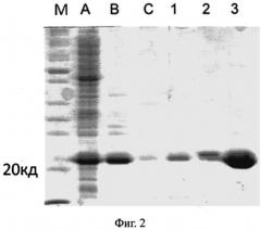 Штамм escherichia coli bl21(de3)gold/petmin-cypa - продуцент рекомбинантного циклофилина а человека (патент 2557305)