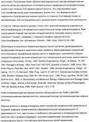 Способ получения полиненасыщенных жирных кислот в трансгенных растениях (патент 2449007)