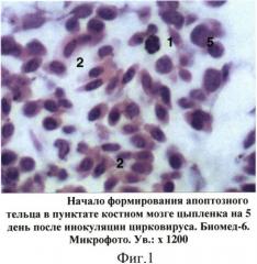 Способ прижизненной диагностики латентного течения инфекционной анемии цыплят (патент 2527696)