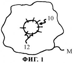 Способ и мембрана для регенерации слизистой оболочки (патент 2288001)