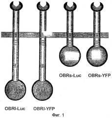 Способ определения лигандов рецептора лептина (патент 2373534)