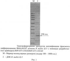 Олигонуклеотидные праймеры bmvat5-ch2s/bmvat5-ch2as для обнаружения фрагмента дифференциации вмаа0107 штаммов возбудителя сапа (патент 2474620)