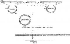 Препарат рекомбинантного человеческого сывороточного альбумина и способ его получения (патент 2337966)