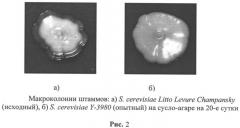 Штамм дрожжей saccharomyces cerevisiae для производства шампанского (патент 2526493)