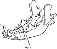 Способ остеосинтеза нижней челюсти животных (патент 2404725)