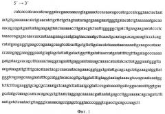 Рекомбинантная днк, обеспечивающая получение рекомбинантного белка pb1, обладающего протективными свойствами в отношении streptococcus pyogenes и streptococcus agalactiae (патент 2378374)