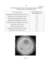 Штамм бактерий pseudomonas fluorescens для защиты растений от фитопатогенных грибов и бактерий и стимуляции роста растений (патент 2646160)