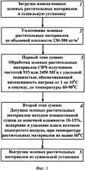 Способ сушки зеленых растительных материалов с использованием свч-обработки (патент 2629109)