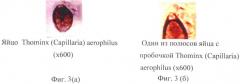 Способ прижизненной дифференциальной диагностики trichocephalus vulpis и thominx (capillaria) aerophilus по микроструктуре яиц (патент 2482481)