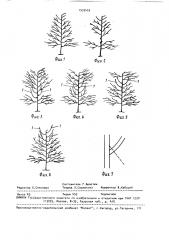 Способ формирования кроны плодового дерева в слаборослых насаждениях (патент 1535455)