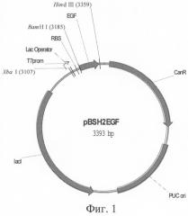Плазмидная днк pbsh2egf, кодирующая синтез эпидермального фактора роста человека, и способ его получения с помощью данной днк (патент 2289623)