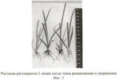 Способ получения растений-регенерантов ириса мечевидного (i. ensata thunb.) in vitro (патент 2481766)