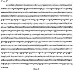 Рекомбинантные днк, обеспечивающие получение полипептидов р6, р7, р8, обладающих протективными свойствами в отношении streptococcus agalactiae и селективно-связывающих iga (патент 2387715)