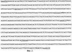Рекомбинантная плазмидная днк pa3gf, кодирующая полипептид гранулоцитарного колониестимулирующего фактора человека, и штамм бактерий escherichia coli - продуцент полипептида гранулоцитарного колониестимулирующего фактора человека (патент 2326169)