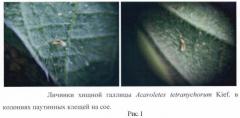 Способ разведения полезного насекомого - хищной галлицы acaroletes tetranychorum kief. (diptera : cecidomyiidae) (патент 2467570)