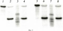 Штамм бактерий microbacterium testaceum 17b - продуцент сайт-специфической эндонуклеазы mtei (патент 2475533)